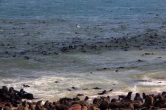 07-Cape Cross seals